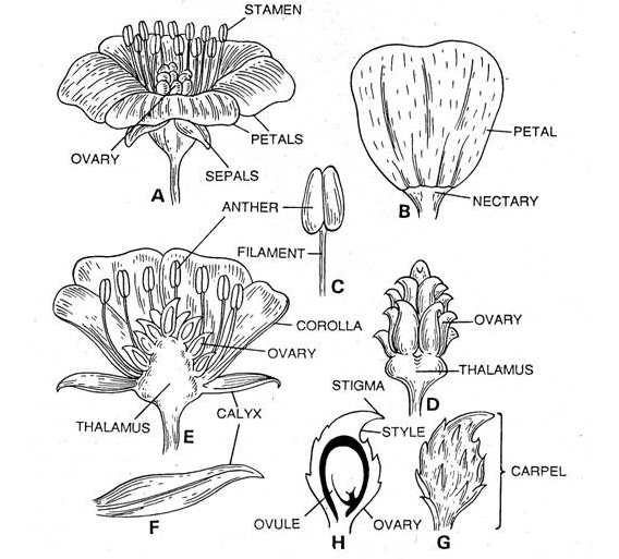 botany