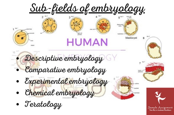 embryologist assignment help Australia