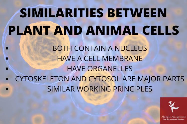plant cell and animal cell similarities