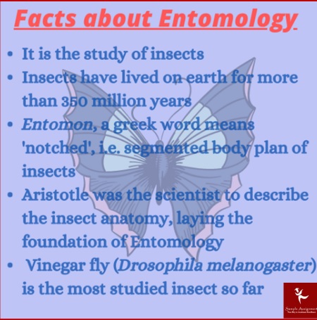 facts about entomology