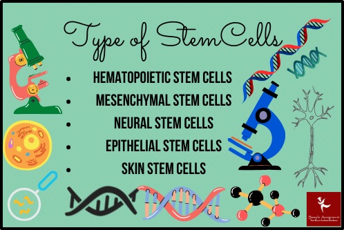 typs of stem cells
