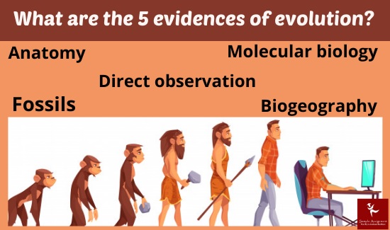 what are the 5 evidence of evolution