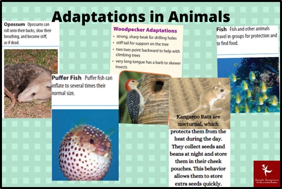 animal adaptations assignment help